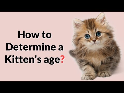 Easiest way to determine a kitten's age!