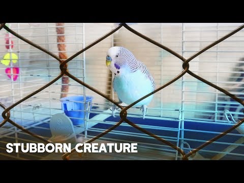 YouTube video about: How to get birds back in their cage?