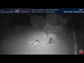 Raccoons Wrestling Pre Mating Ritual Chattering Texas Wildlife Cams San Angelo TX