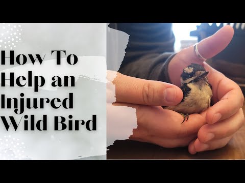 How to Help an Injured Wild Bird