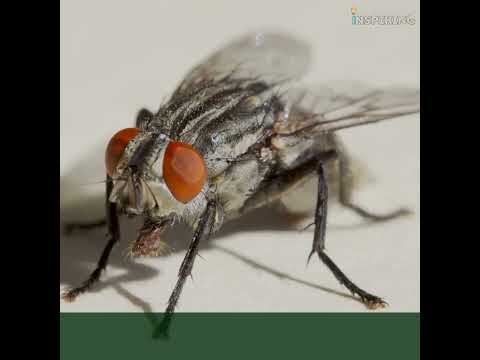 10 fun facts about flies