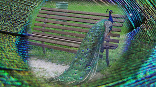 "Io sono con voi tutti i giorni, fino alla fine del mondo" (Mt 28,20)