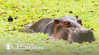 Pablo Escobar&#39;s hippos keep multiplying and Colombia doesn&#39;t know how to stop it