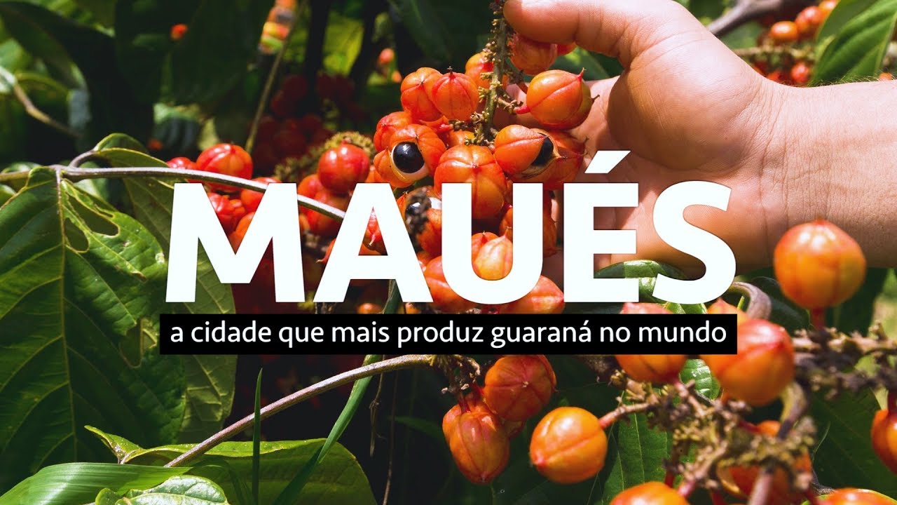 Conheça a cidade que mais produz guaraná no mundo
