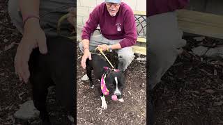 Video preview image #1 Mutt Puppy For Sale in Pasadena, CA, USA