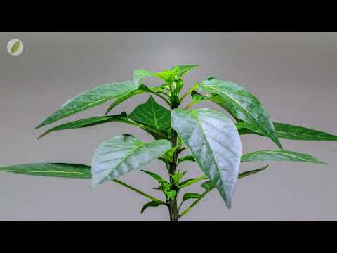 Time lapse of Chilli pepper plant growing [4K]