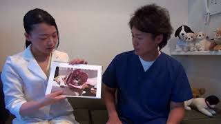 【シュガーペット＃３３】ボス猫🐱が引き合わせた愛猫との出会い