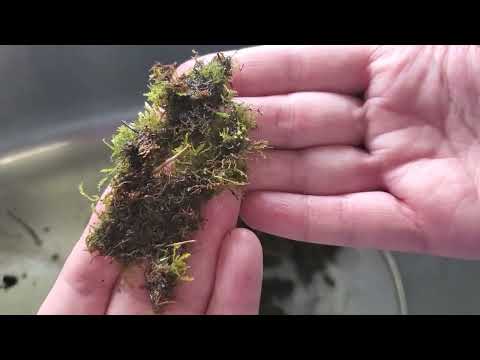 Moss Art Graffito- An Introduction to Eco-Art