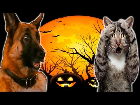 Funny Cats And Dogs Scared Of Halloween - Funny Cats And Dogs