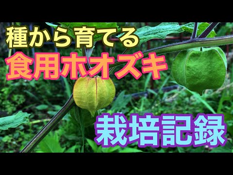 ホオズキの越冬はこうなる 植物