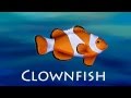 Ocean Animals | Kids animals | Zoo animals (for ...