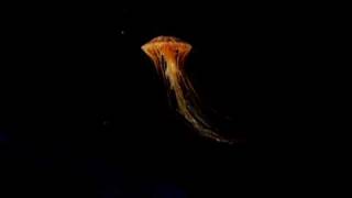 jellyfish heaven