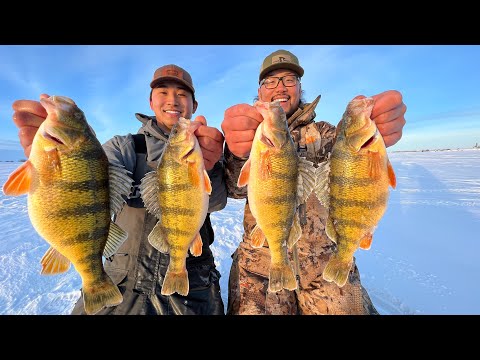Ice Fishing Slough Tiger Jumbo Perch! (CATCH CLEAN COOK)