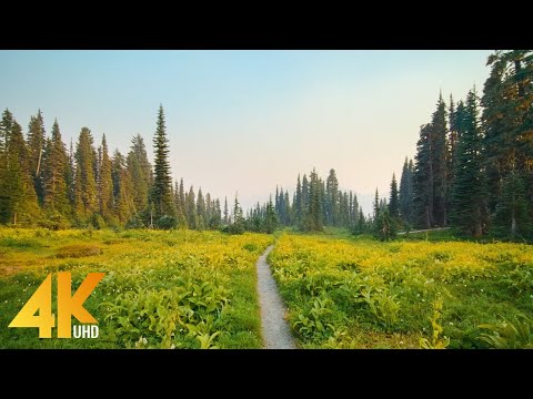 4K Hazy Day in Mt. Rainier NP - Hiking the Reflection Lake Trail - Mountain Scenery + Nature Sounds