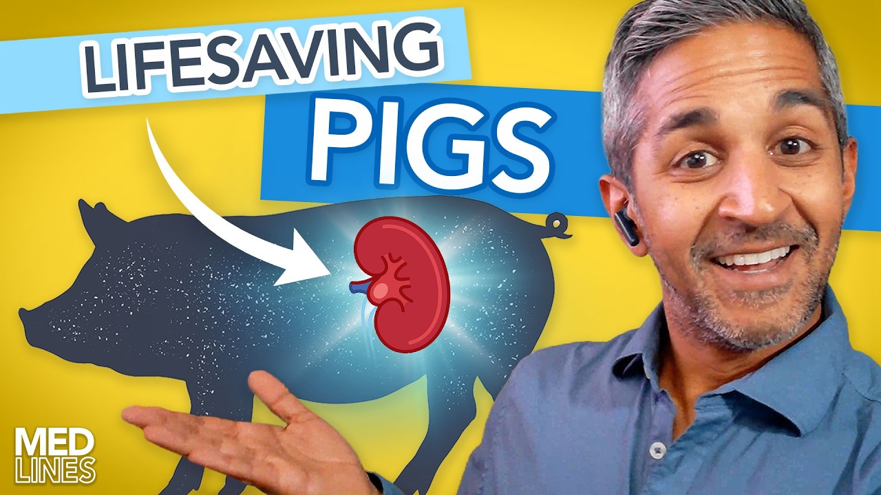 Pig Kidney Transplants and ER Violence Concerns