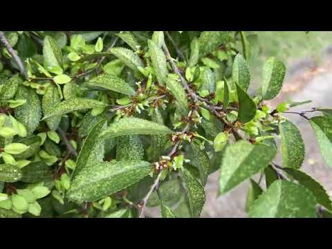 園芸 イタドリ、小頭症ペルシカリア