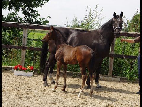 Stutfohlen von Viva Gold x Donnerhall geb. 3.5.2020