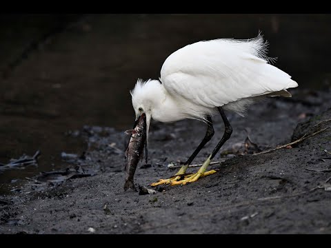 Volavka strieborná (Egretta garzetta) — Little Egret loví hrúzika v Londýne