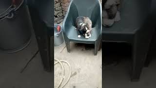 Bull Terrier Puppies Videos