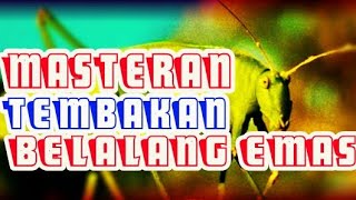 Download lagu Masteran TEMBAKAN Belalang Emas ➕ Gemericik Air 🔝 mp3
