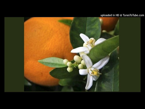 Today's Tango Is... Naranjo en Flor - Enrique Rodríguez 21-09 1944