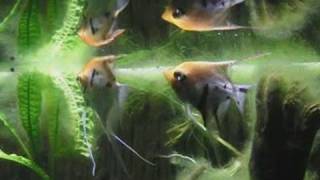 preview picture of video 'Fairylike Angelfish tank / Skalarbecken @ Zoo Duisburg [2/17]'