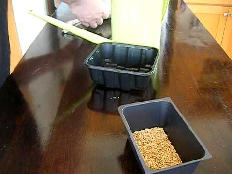 How to grow wheatgrass...er, Cat Grass! Part 1