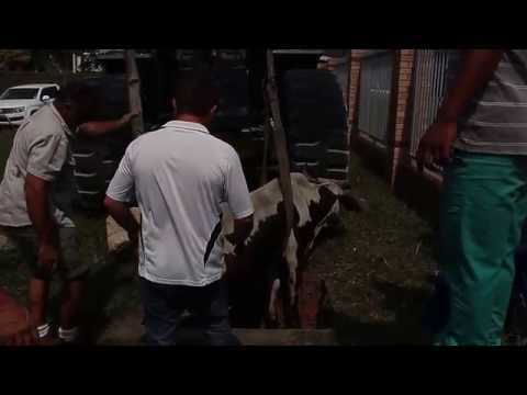 Cow rescued from drain in Richards Bay