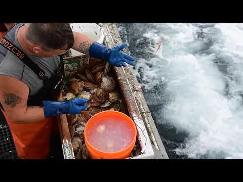 Ocean City, Maryland - Day Boat Scallop Trip