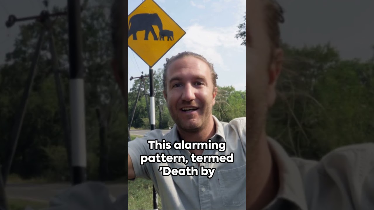 Fatal Photos: Death by Selfie