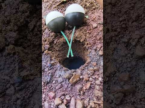 "Crackers Around the World – Taste Test!"  #crakers #entertainment #experiment #0100