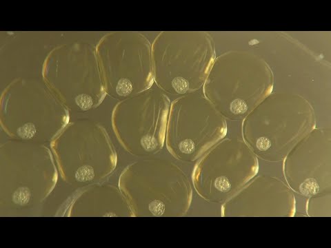 Pink Ramshorn Snail Eggs Developing and Hatching