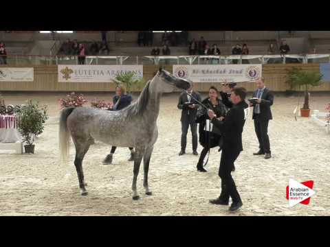 Deauville Arabian Cup 2016 - Class 4