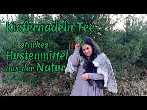 #22 Kiefernadeln-Tee - starkes Hustenmittel aus der Natur