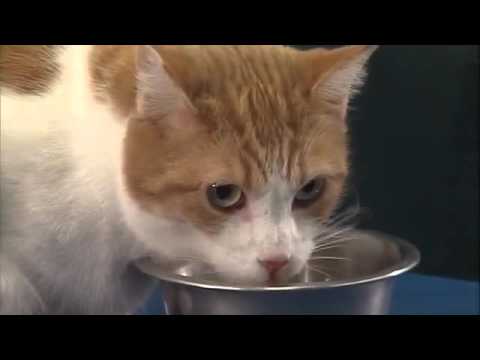 Caring for Your Diabetic Cat Part 4 - Nutritional Therapy