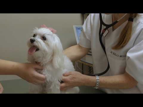 Welcome to City Pets Animal Clinic