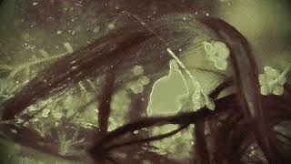 Cormorant Tree Oh – “To Be Flowers”