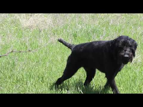 Hans - 10 mont Pudelpointer in training