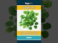 watercress - a small green plant that... video thumbnail