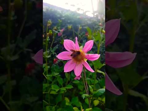 🌸flower nature videos🌸 status#flowerstatus #ytshorts #nature #viral #shortsfeed