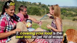 Avoid Getting Stung by Following These 5 Tips for a Wasp-Free Picnic