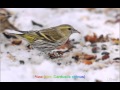 Голоса птиц-Чиж (лат. Carduelis spinus) 