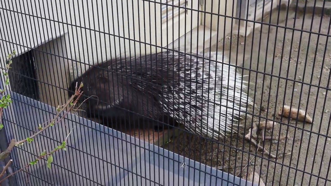 ヤマアラシ フランク20260319