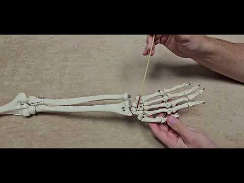 Anatomia układu kostnego - kości nadgarstka