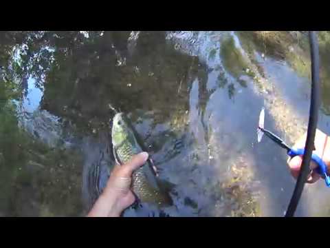 Pesca al cavedano con Duo Yurapen / FIshing for chubs in Italy with Duo Tetra Works Yurapen