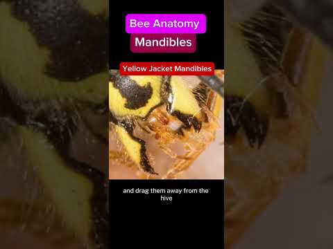 Bee Anatomy - Mandibles
