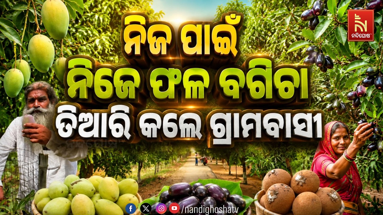 🔴Live | ନିଜ ପାଇଁ ନିଜେ ଫଳ ବଗିଚା ତିଆରି କଲେ ଗ୍ରାମବାସୀ | NandighoshaTV