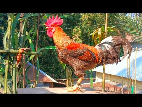 top most beautiful rooster