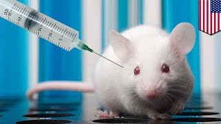 Cancer vaccine? Immunotherapy treatment completely wipes out cancerous tumors in mice - TomoNews