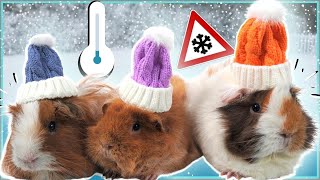 How to Keep Guinea Pigs Warm: 6 Tips for Indoor & Outdoor Setups!